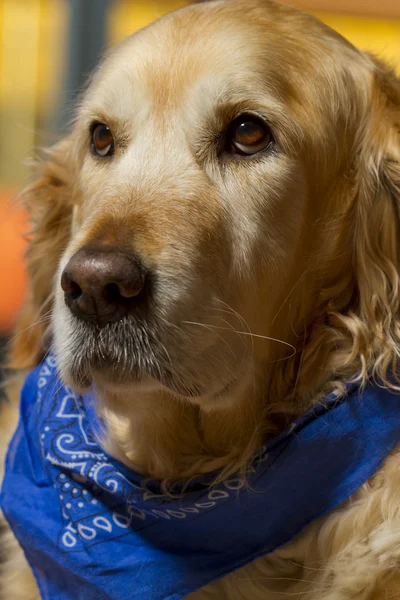 Perro perdiguero de oro — Foto de Stock