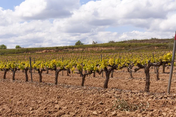 Weinberge — Stockfoto