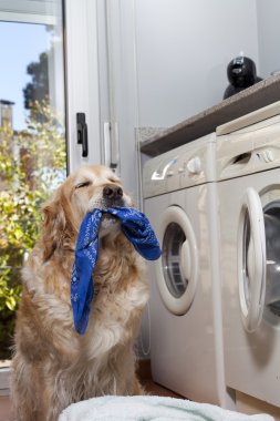 Golden retriever doing laundry clipart