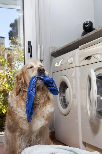 Golden retriever doing laundry