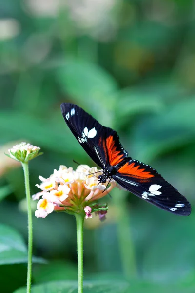 Borboleta — Fotografia de Stock