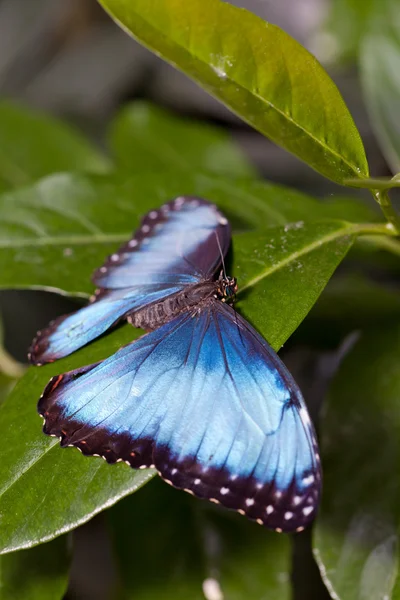 Morpho butterfly — Stock Photo, Image