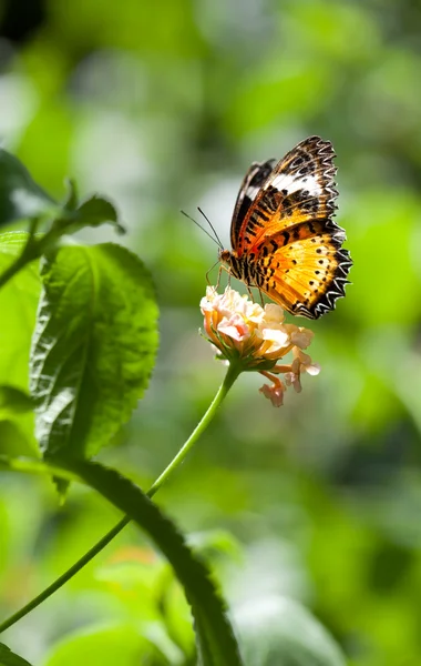 Motyl — Zdjęcie stockowe