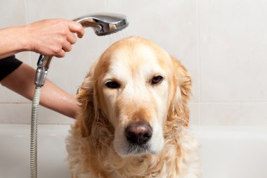 bir köpek için banyo