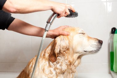 bir köpek için banyo