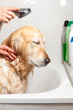 bir köpek için banyo