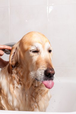 bir köpek için banyo