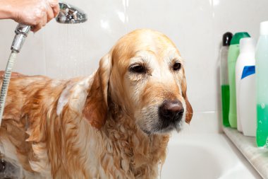 bir köpek için banyo