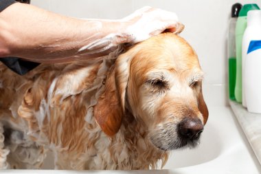 bir köpek için banyo