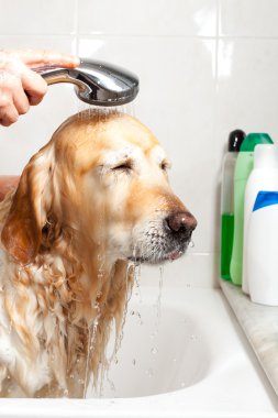 bir köpek için banyo