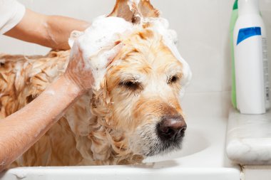 bir köpek için banyo
