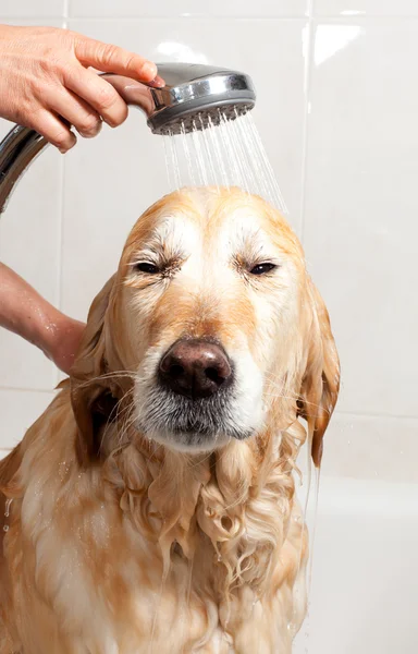 Badkamer om een hond — Stockfoto