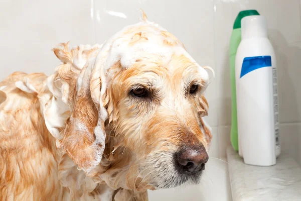 Fürdőszoba-hoz egy kutya — Stock Fotó