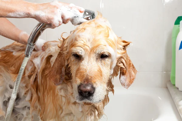 Salle de bain à un chien — Photo