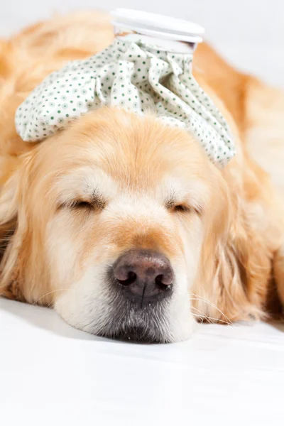 Cão com gripe — Fotografia de Stock