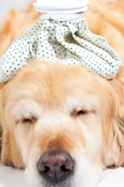 Hond met griep — Stockfoto