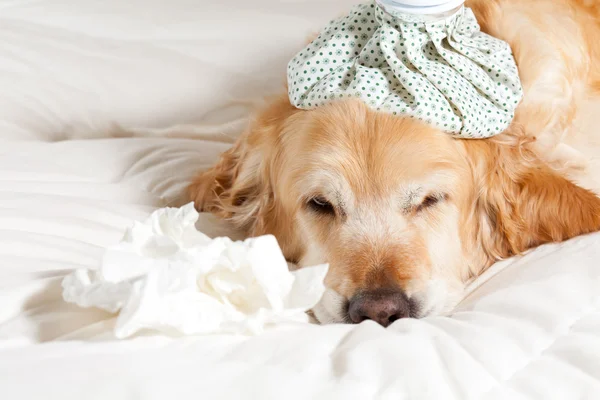 Perro con gripe — Foto de Stock