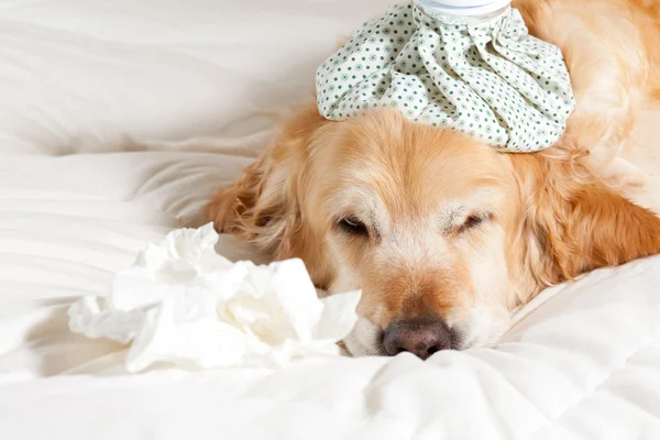 Cão com gripe — Fotografia de Stock