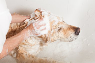bir köpek için banyo