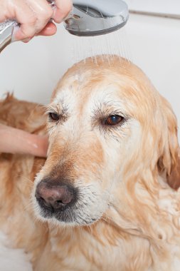 bir köpek için banyo