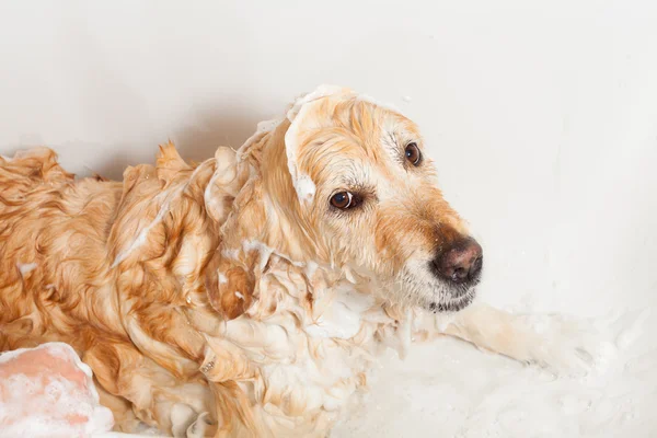 Ванная комната для собаки — стоковое фото