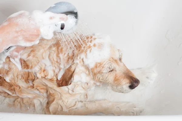 Cuarto de baño para un perro — Foto de Stock