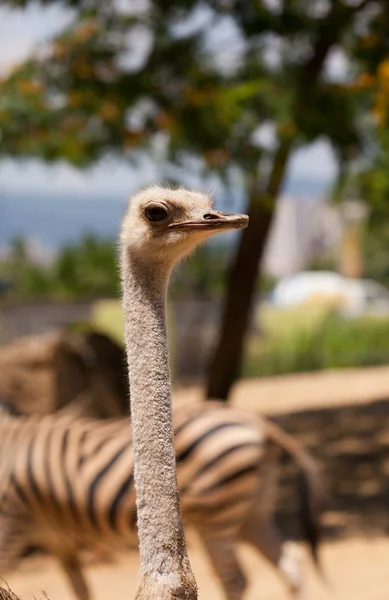 Ostrich — Stock Photo, Image