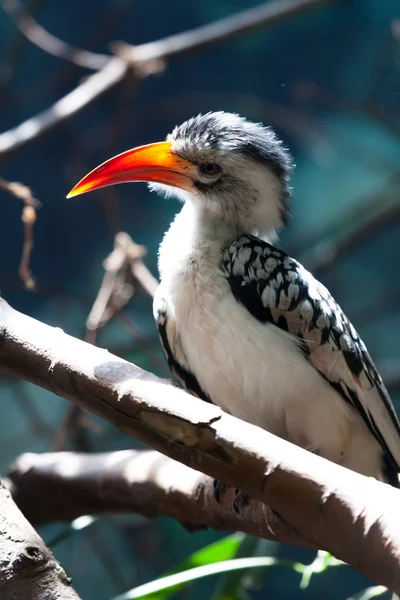 Rood-facturados neushoornvogel — Stockfoto