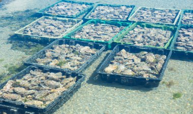 istiridye yetiştiriciliği