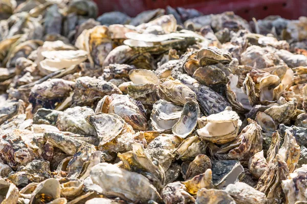 Producción de ostras — Foto de Stock