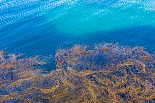 Атлантические водоросли — стоковое фото