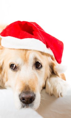 Noel şapka ile Golden retriever