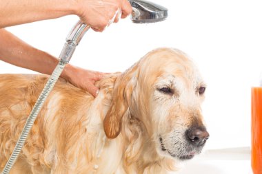 bir köpek için banyo