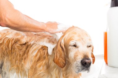bir köpek için banyo