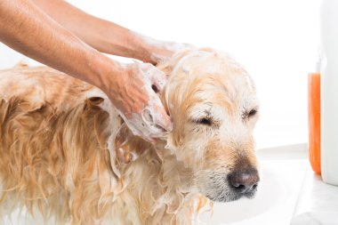 bir köpek için banyo