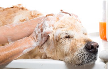 bir köpek için banyo
