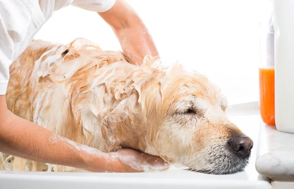 Badezimmer für einen Hund — Stockfoto