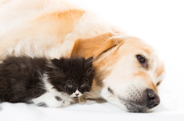 Golden Retriever with a Persian cat — Stock Photo, Image