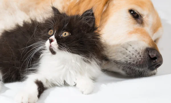 Golden Retriever avec un chat persan — Photo