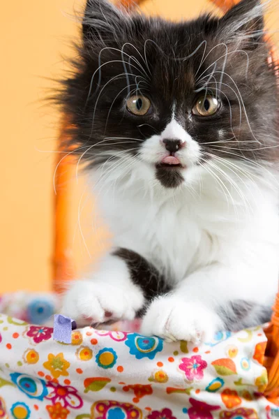 Kucing Persia — Stok Foto