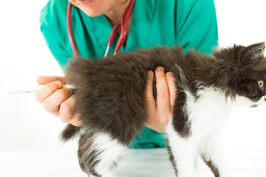 Veteriner ile yavru kedi