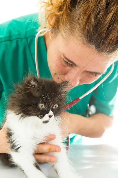 Veterinar cu pisoi — Fotografie, imagine de stoc