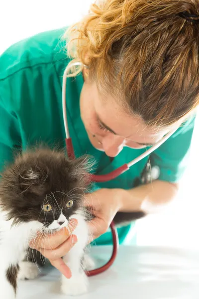 Veterinární s kotě — Stock fotografie