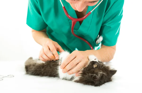 Veterinario con gatito — Foto de Stock