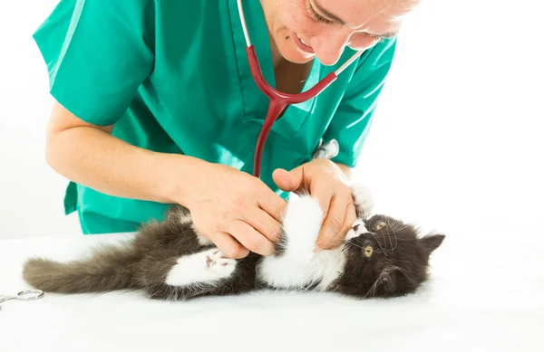 Veterinární s kotě — Stock fotografie