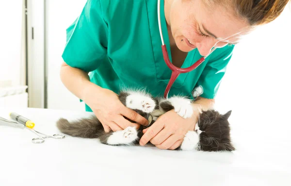 Veterinario con gatito — Foto de Stock
