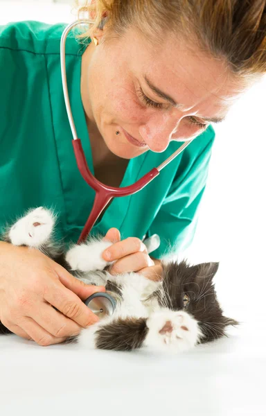 Veteriner ile yavru kedi Telifsiz Stok Imajlar