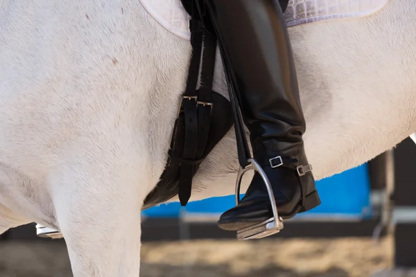 Spanish Horse — Stock Photo, Image