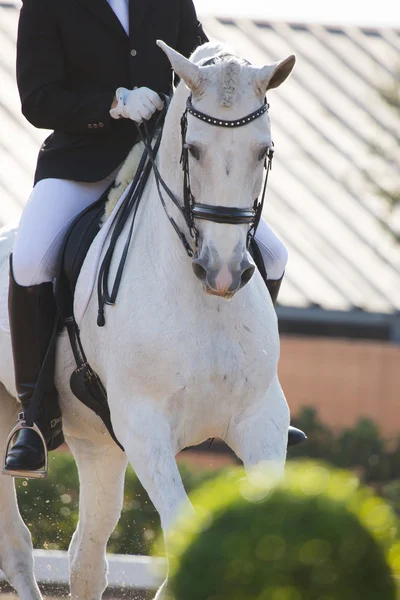 Spanish Horse — Stock Photo, Image