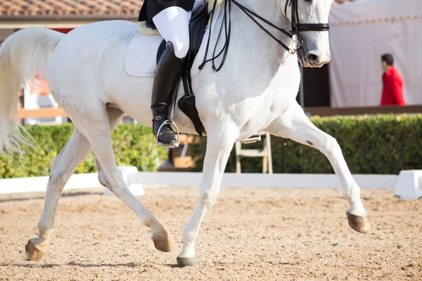 Spaanse paard — Stockfoto